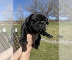 Small Photo #2 French Bulldog Puppy For Sale in GOSHEN, NY, USA