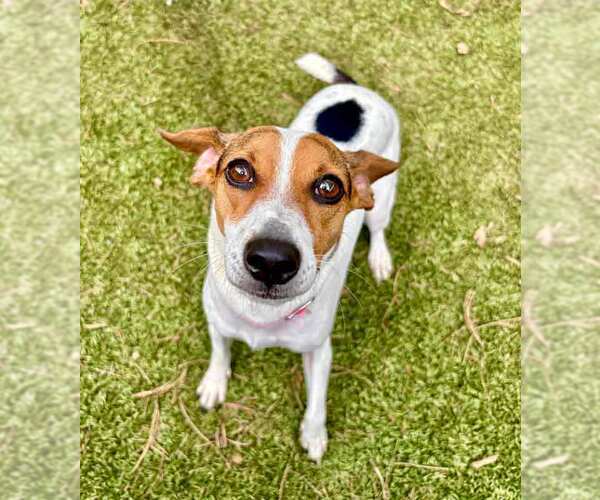Medium Photo #6 Jack-Rat Terrier Puppy For Sale in Kennesaw, GA, USA
