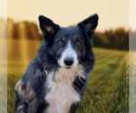 Small #7 Border Collie