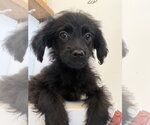 Small #1 Colonial Cocker Spaniel-Poodle (Miniature) Mix