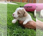 Puppy Buckingham Poodle (Miniature)