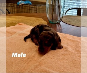 Dachshund Puppy for sale in MONROE, LA, USA