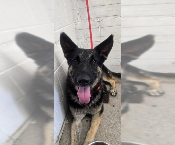 Medium Photo #1 German Shepherd Dog Puppy For Sale in San Bernardino, CA, USA