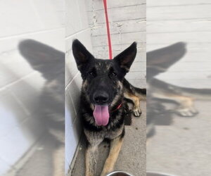 German Shepherd Dog Dogs for adoption in San Bernardino, CA, USA