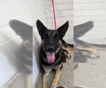 ARTIE - Male German Shepherd Dog Dog for Adoption - Small photo