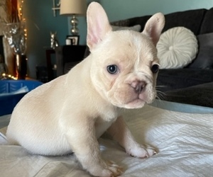 French Bulldog Puppy for sale in ANTIOCH, CA, USA