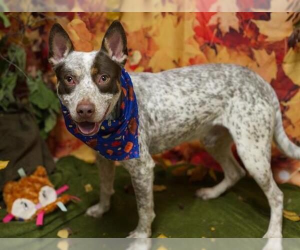 Medium Photo #2 Mutt Puppy For Sale in Placerville, CA, USA