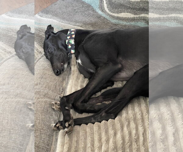 Medium Photo #2 Greyhound Puppy For Sale in Cherry Hill, NJ, USA