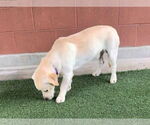 Small #1 Labrador Retriever Mix