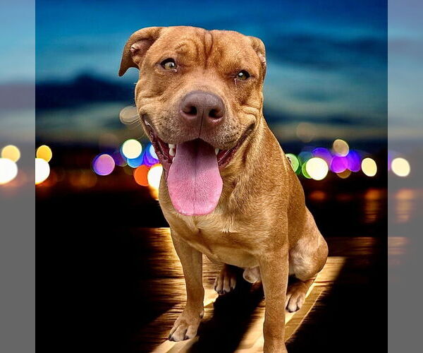 Medium Photo #2 American Pit Bull Terrier-Unknown Mix Puppy For Sale in Glen Allen, VA, USA
