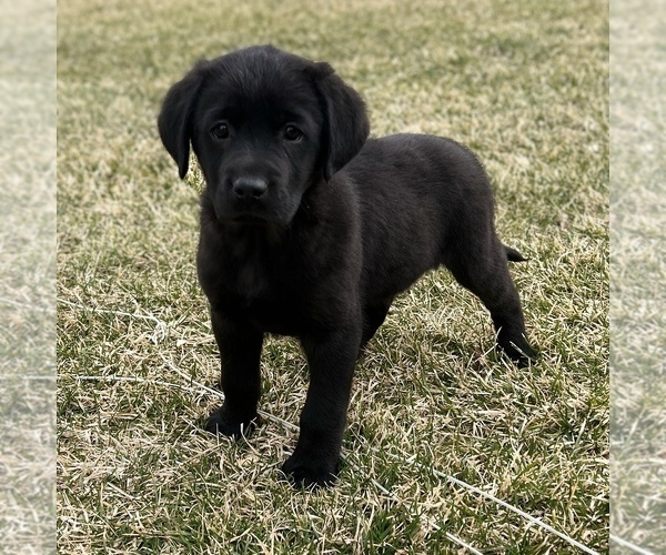 Medium Photo #2 Labrador Retriever Puppy For Sale in BEECH GROVE, IN, USA