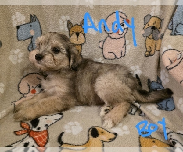 Medium Photo #8 Chizer Puppy For Sale in MONTEZUMA, GA, USA