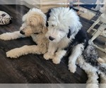 Small Photo #36 Old English Sheepdog Puppy For Sale in WILMINGTON, OH, USA