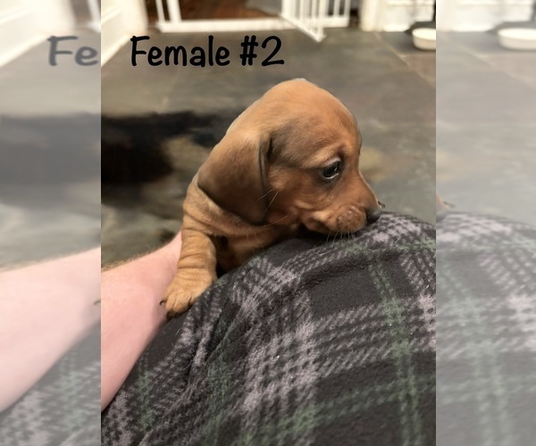 Medium Photo #4 Dachshund Puppy For Sale in WILLIAMSBURG, VA, USA