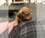 Small #3 Dachshund