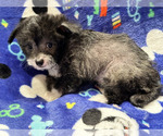 Small #16 Chinese Crested