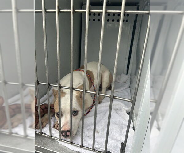 Medium Photo #1 Mutt Puppy For Sale in Sacramento, CA, USA