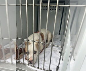 Mutt Dogs for adoption in Sacramento, CA, USA