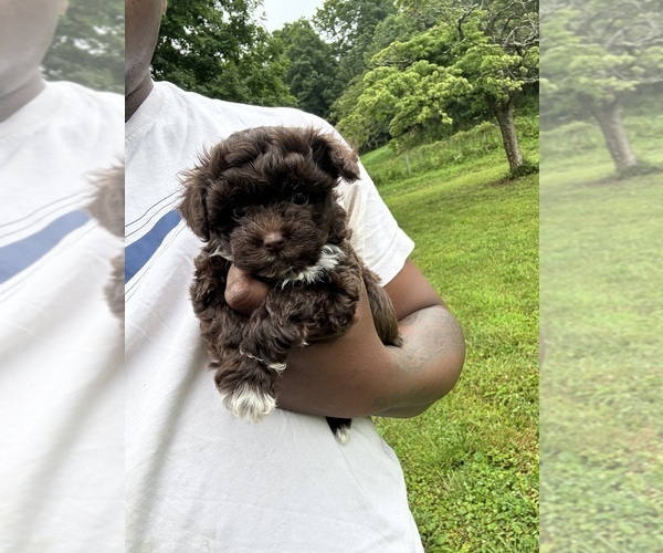 Medium Photo #5 YorkiePoo Puppy For Sale in VANCEBURG, KY, USA