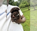 Small Photo #5 YorkiePoo Puppy For Sale in VANCEBURG, KY, USA