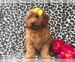 Small Photo #2 Goldendoodle-Poodle (Miniature) Mix Puppy For Sale in LAKELAND, FL, USA