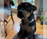 Small #4 Miniature Pinscher Mix