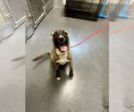 Small #1 Mutt