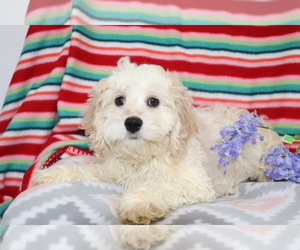 Cocker Spaniel-Poodle (Miniature) Mix Puppy for sale in SHILOH, OH, USA