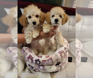 Poodle (Miniature) Puppy for Sale in MANCHESTER, New Hampshire USA