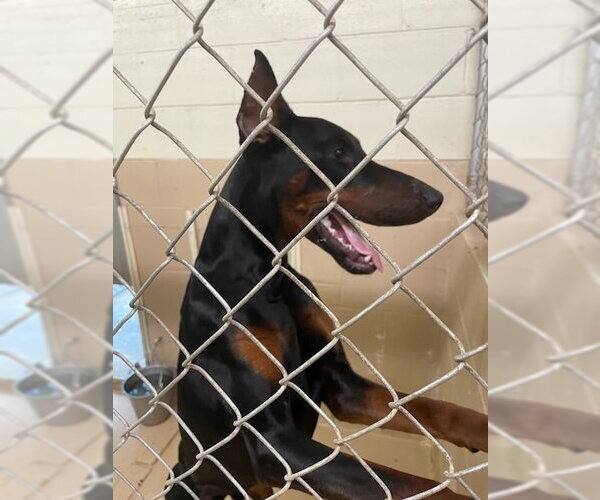Medium Photo #3 Doberman Pinscher Puppy For Sale in Mt. Laurel, NJ, USA