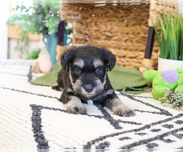 Medium Photo #4 Schnauzer (Miniature) Puppy For Sale in SYRACUSE, IN, USA
