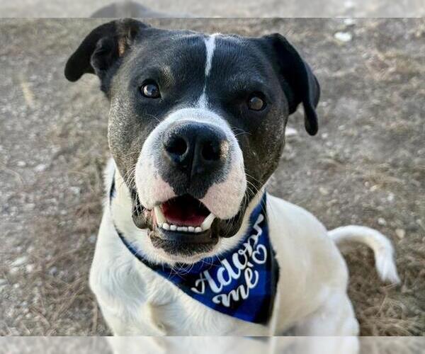 Medium Photo #1 Border Collie-Chinese Shar-Pei Mix Puppy For Sale in Pueblo, CO, USA