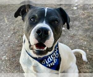 Border Collie-Chinese Shar-Pei Mix Dogs for adoption in Pueblo, CO, USA