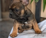 Small #7 French Bulldog