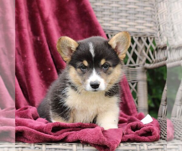 Medium Photo #4 Pembroke Welsh Corgi Puppy For Sale in LANDISBURG, PA, USA