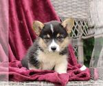 Small #3 Pembroke Welsh Corgi