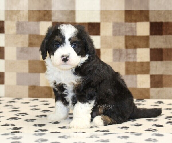 Medium Photo #4 Bernedoodle (Miniature) Puppy For Sale in DENVER, PA, USA