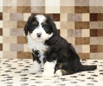 Small #3 Bernedoodle (Miniature)