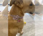 Small #3 Carolina Dog Mix