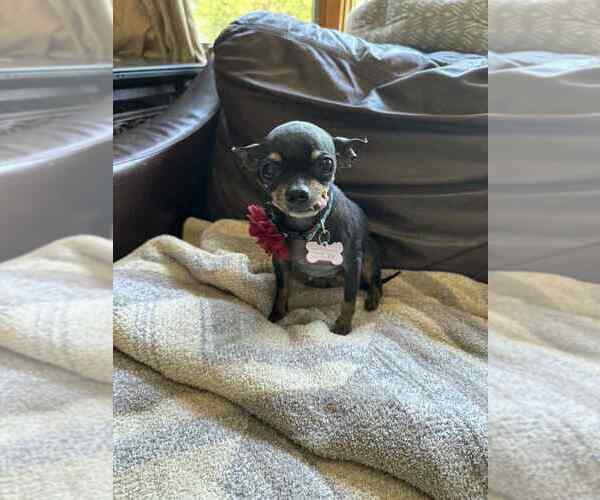 Medium Photo #6 Chihuahua Puppy For Sale in Mundelein, IL, USA
