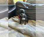 Small Photo #6 Chihuahua Puppy For Sale in Mundelein, IL, USA
