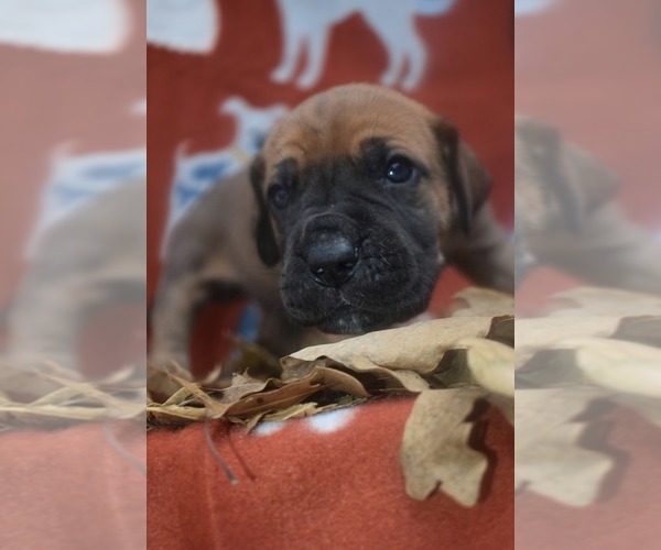 Medium Photo #1 Great Dane Puppy For Sale in ALVARADO, TX, USA