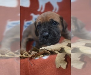 Great Dane Puppy for sale in ALVARADO, TX, USA