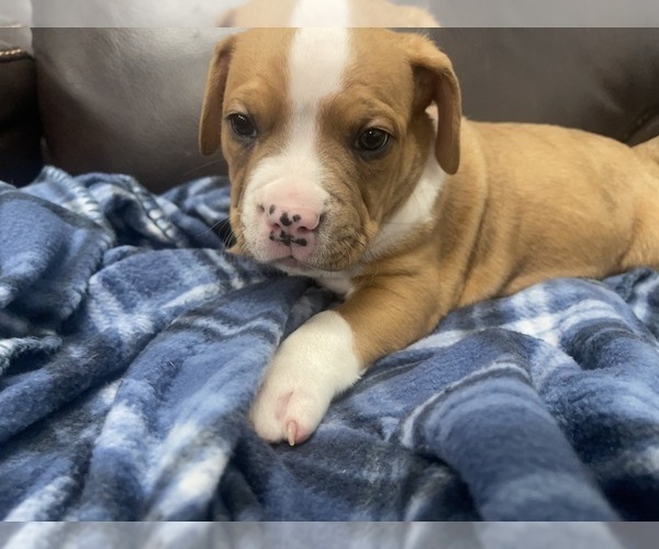 Medium Photo #51 American Bully Puppy For Sale in REESEVILLE, WI, USA
