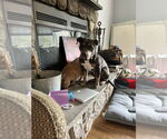 Small #6 American Staffordshire Terrier Mix