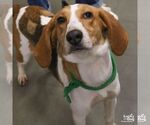 Small Photo #3 American Foxhound-Unknown Mix Puppy For Sale in Washington, DC, USA