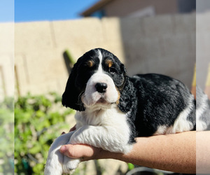 English Springer Spaniel Dog for Adoption in PHOENIX, Arizona USA