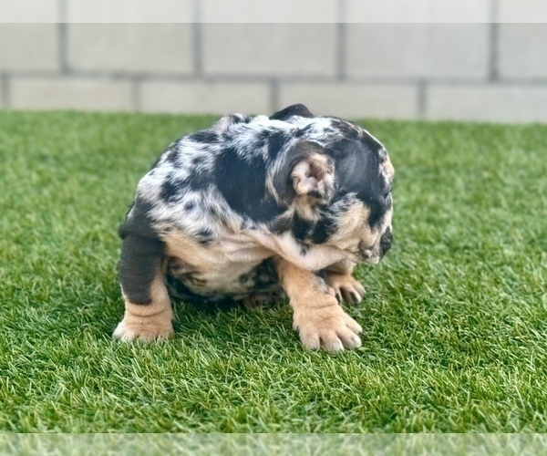 Medium Photo #11 English Bulldog Puppy For Sale in NEWPORT BEACH, CA, USA