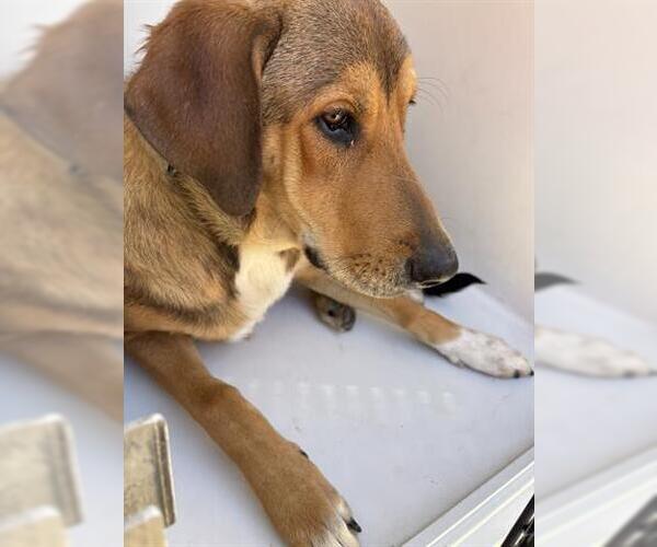 Medium Photo #1 Redbone Coonhound-Unknown Mix Puppy For Sale in Houston, TX, USA