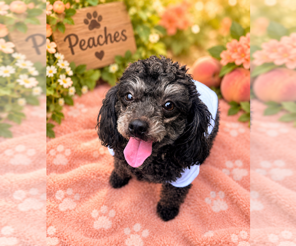 Medium Photo #1 Poodle (Miniature)-Unknown Mix Puppy For Sale in Springdale, PA, USA